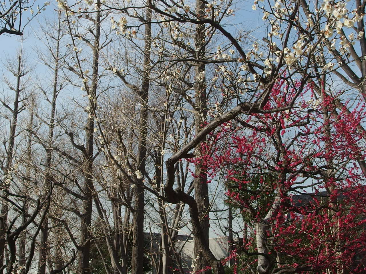 季節の花