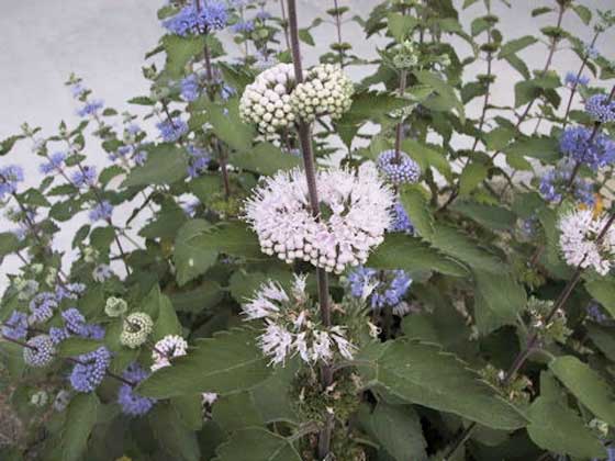 シソ科の草花