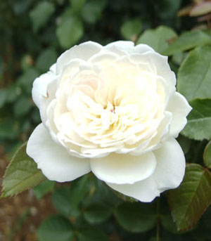 ロゼット咲きの白色バラ
