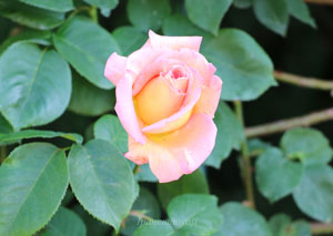 赤桃色のつるバラ