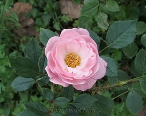 ドレスデンドールはピンク色のバラ