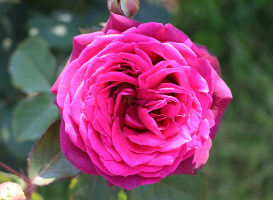 四季咲き性のあるバラ
