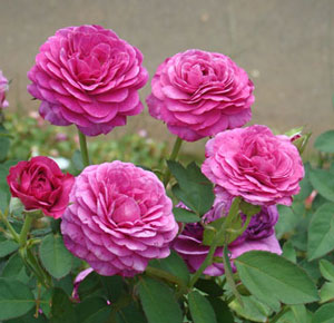 ヴァイオレットピンク色のバラ