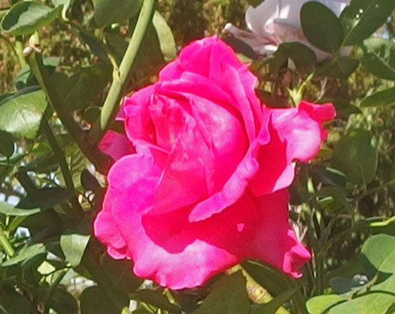 半剣弁高芯咲きのバラ