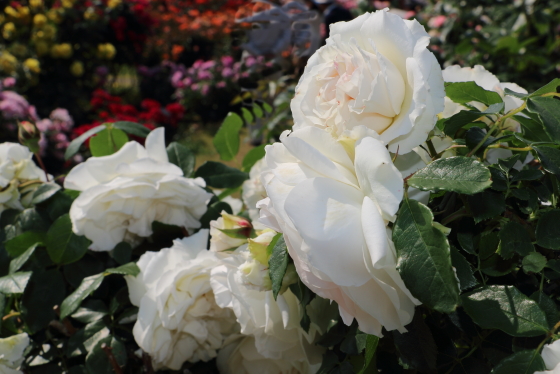 コスモスは白色のバラ