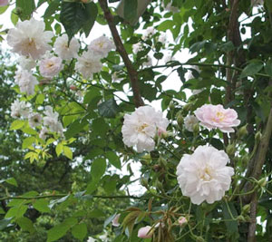 桜の花によく似たバラ