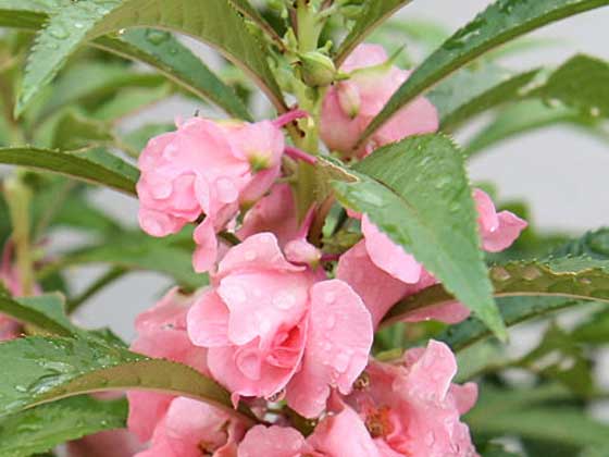 ホウセンカ 季節の花 夏に咲く明るい花色の草花 イパネマおやじ イパネマおやじ ハーブとバラ 育てる楽しさは１株から心と風景が豊かになる夢の時間