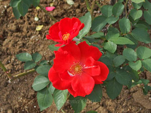 朱赤色のバラ