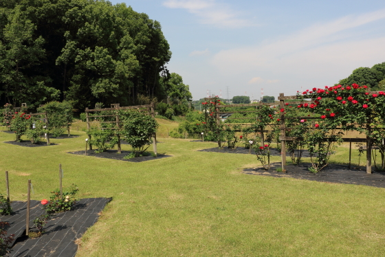 野津田バラ園の風景