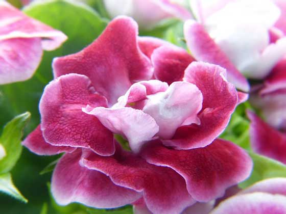 グロキシニア 季節の花 鮮やかな色彩の花を咲かせる 球根植物イパネマおやじ イパネマおやじ ハーブとバラ 育てる楽しさは１株から心と風景が豊かになる夢の時間