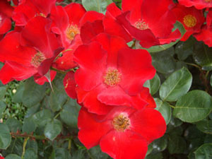 赤色のバラ