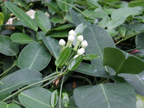 マダガスカルジャスミン 季節の花 濃緑色の葉は一年中観賞できる イパネマおやじ イパネマおやじ ハーブとバラ 育てる 楽しさは１株から心と風景が豊かになる夢の時間