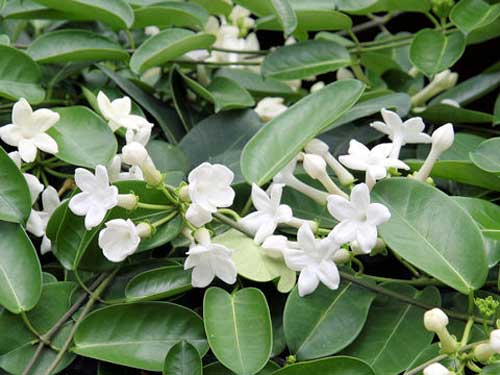 マダガスカルジャスミン 季節の花 濃緑色の葉は一年中観賞できる イパネマおやじ イパネマおやじ ハーブとバラ 育てる 楽しさは１株から心と風景が豊かになる夢の時間