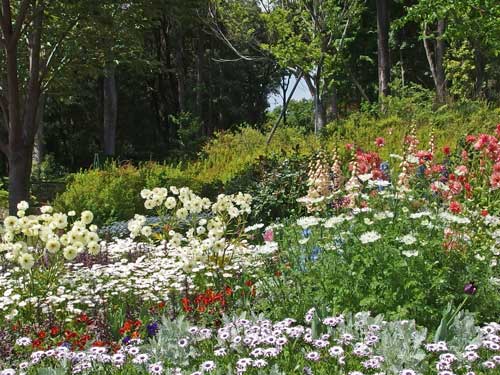 春の草花たちは色鮮やか