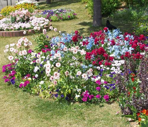 春の草花は生育旺盛です