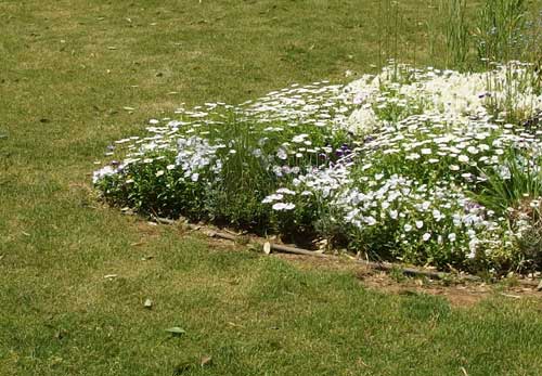 白色の花がキク科なのかな