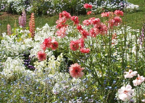 季節の草花です