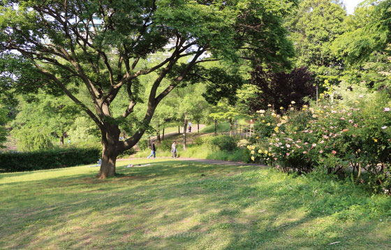 京成バラ園の風景