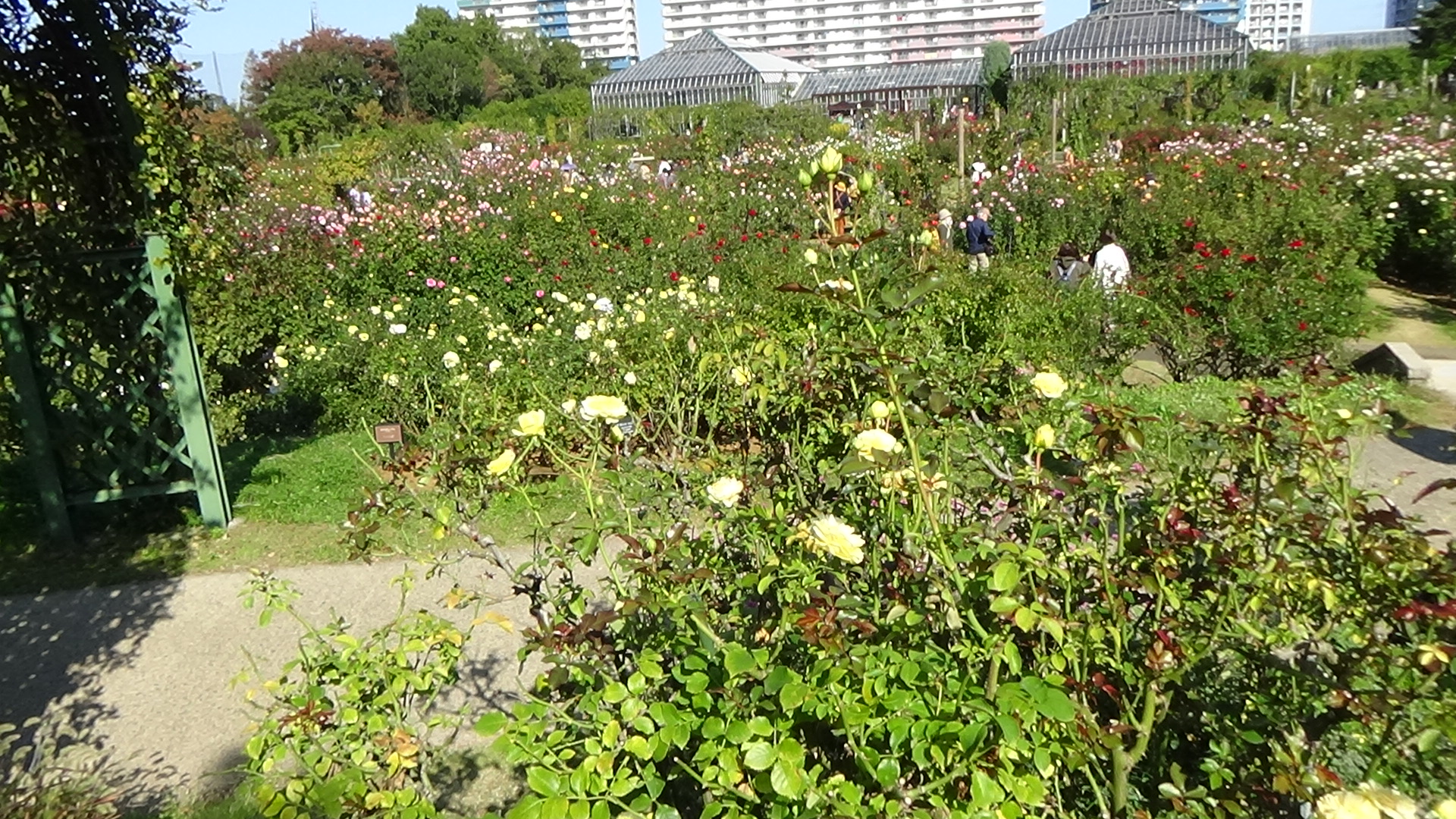 京成バラ園の風景