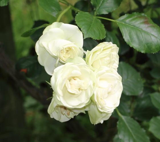 緑色が混じる個性的な花色