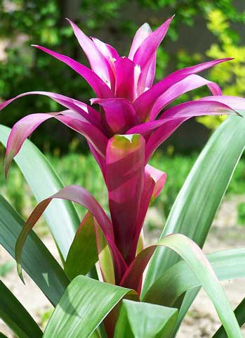 グズマニア 観葉植物 春から秋までカラフルな花苞葉が観賞できる イパネマおやじ イパネマおやじ ハーブとバラ 育てる 楽しさは１株から心と風景が豊かになる夢の時間