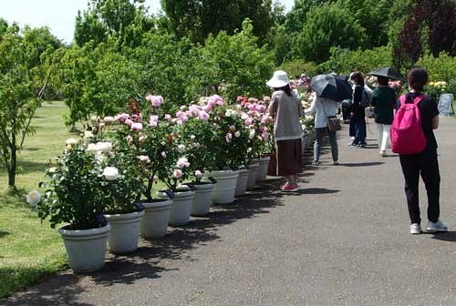 花菜ガーデンの入り口付近