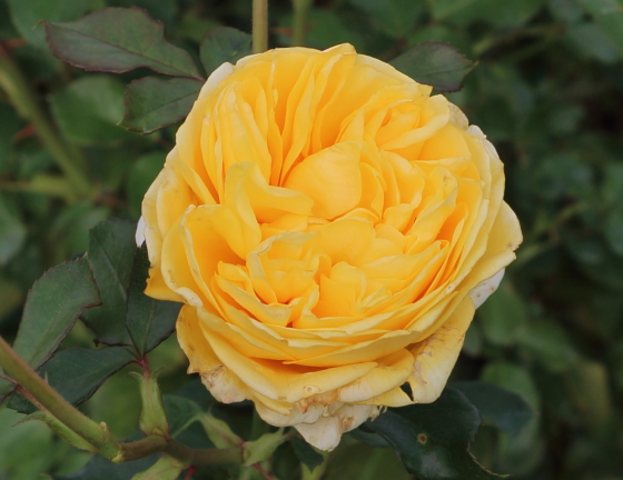 ロゼット咲きの黄色バラ