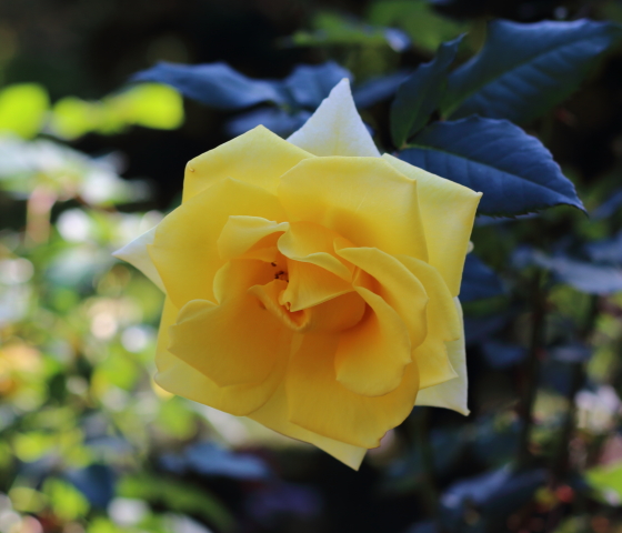 フロリバンダ系統の黄色バラ