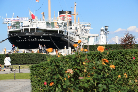 山下公園のバラ