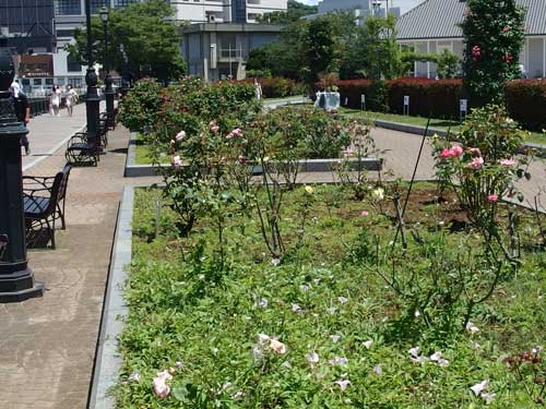 海辺のバラ園