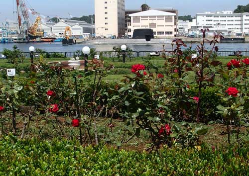 春のバラ園の風景