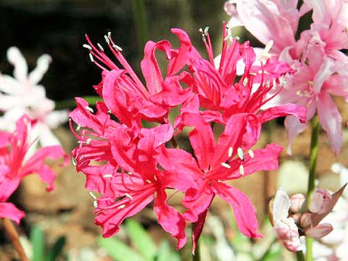 ネリネ 季節の花 １０月頃から晩秋まで開花する球根植物 イパネマおやじ イパネマおやじ ハーブとバラ 育てる 楽しさは１株から心と風景が豊かになる夢の時間