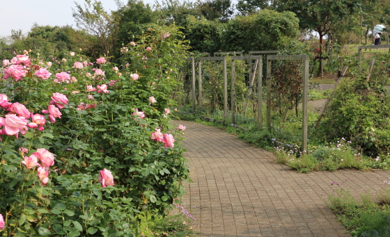 バラ園の風景