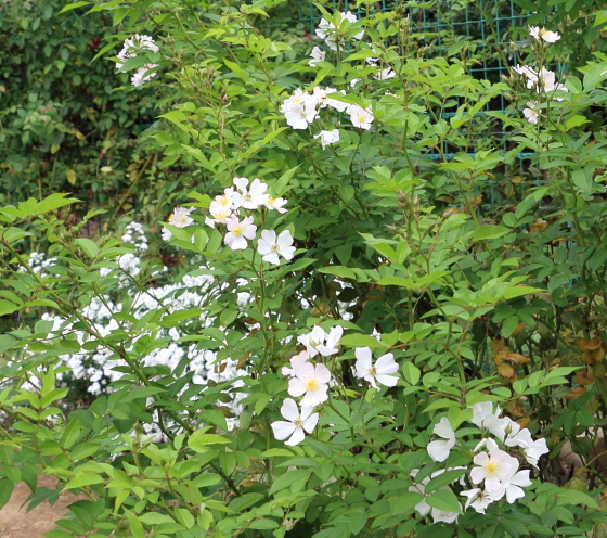 野の花