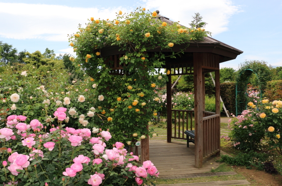 花菜ガーデンの風景