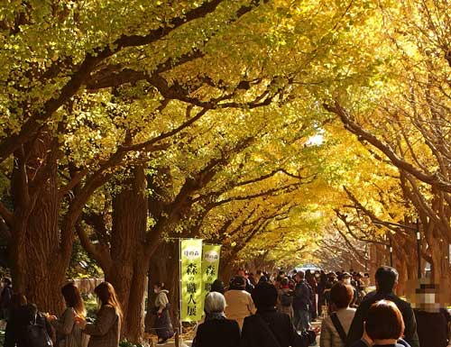 いちょう並木の風景