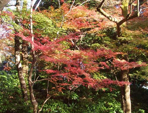 小石川後楽園の紅葉