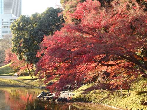 紅葉の秋