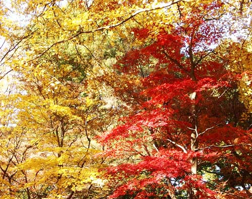 紅葉の風景