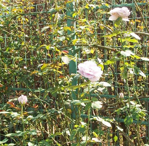 丸弁高芯咲き