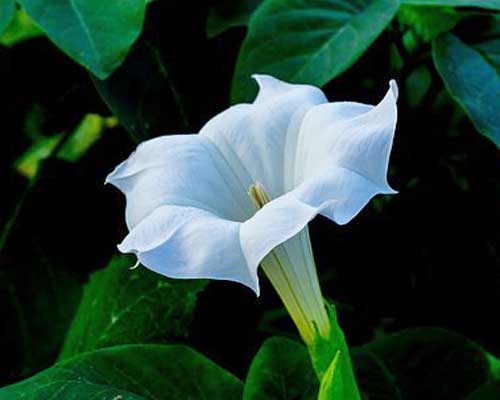 ダチュラ チョウセンアサガオ 季節の草花 アサガオに似た花を咲かせる イパネマおやじ イパネマおやじ ハーブとバラ 育てる楽しさは１株から心と風景が豊かになる夢の時間