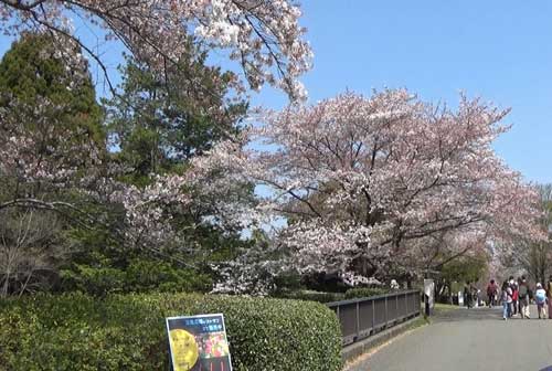入口の近くの桜