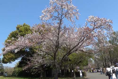 入口からの通路に咲く桜