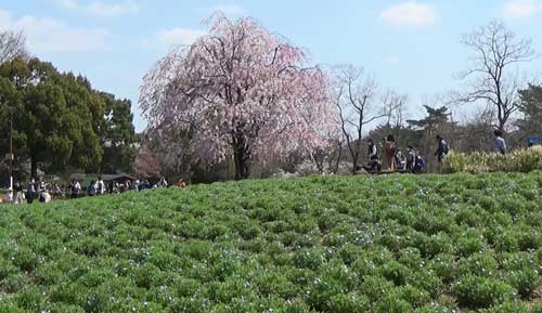 草花と桜