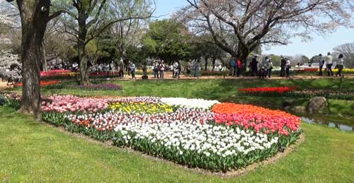 チューリップの花壇が美しい