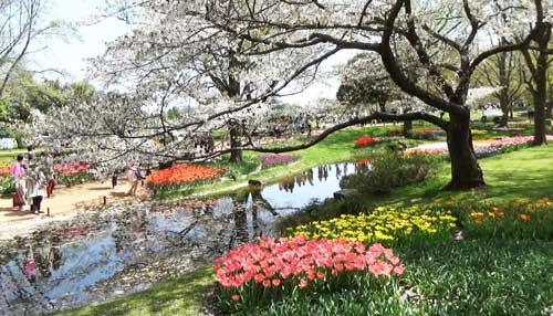 池に映る桜