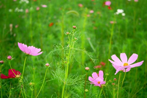 夏から秋に咲く花