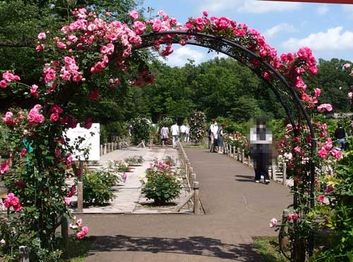 春のバラ園