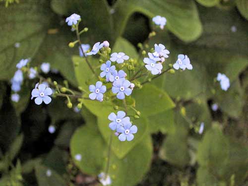 秋まき一年草