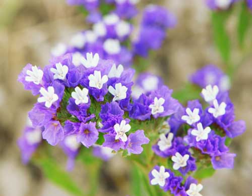 秋にタネまきする草花